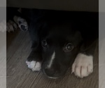 Small #2 American French Bull Terrier-Chihuahua Mix