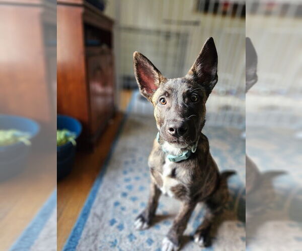 Medium Photo #3 Holland Shepherd-Unknown Mix Puppy For Sale in Imlay City, MI, USA