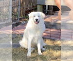 Small #10 Great Pyrenees