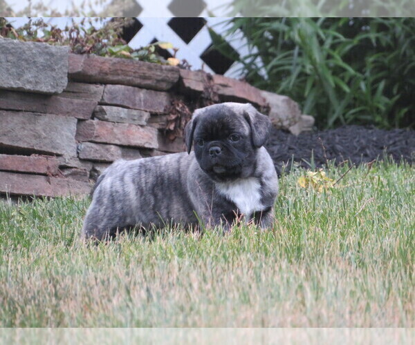 Medium Photo #2 Jug Puppy For Sale in MOUNT SOLON, VA, USA