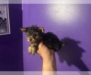 Yorkshire Terrier Puppy for sale in HYATTSVILLE, MD, USA