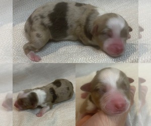 Miniature Australian Shepherd Puppy for sale in BROOKER, FL, USA