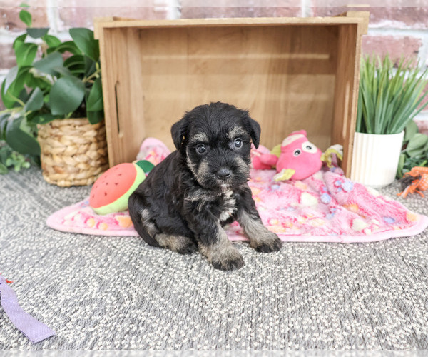 Medium Photo #4 Schnauzer (Miniature) Puppy For Sale in SYRACUSE, IN, USA