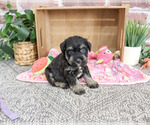 Small #3 Schnauzer (Miniature)