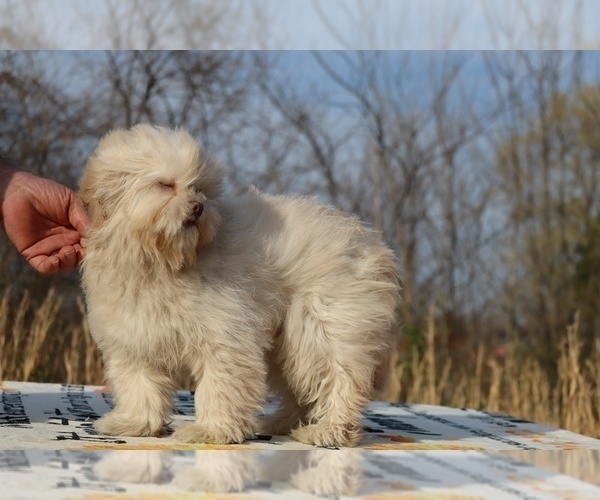 Medium Photo #15 ShihPoo Puppy For Sale in DYERSBURG, TN, USA