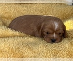 Small #1 Cavalier King Charles Spaniel