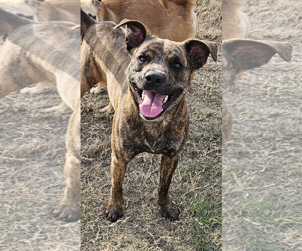 Medium Photo #11 Dutch Shepherd -Plott Hound Mix Puppy For Sale in McKinney, TX, USA