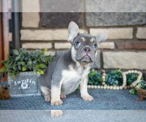 Medium French Bulldog