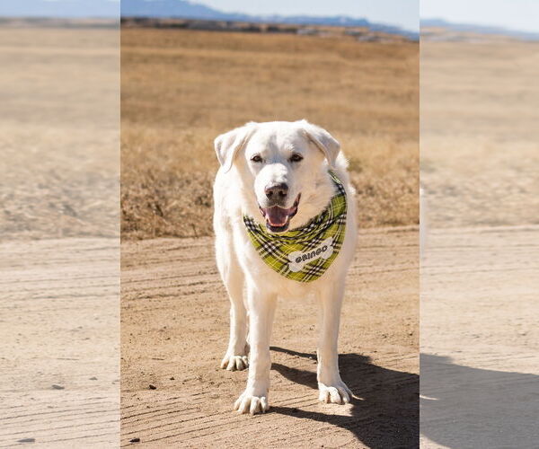 Medium Photo #2 Akbash-Great Pyrenees Mix Puppy For Sale in PEYTON, CO, USA