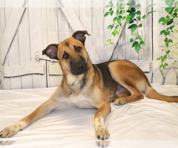 Medium Photo #2 German Shepherd Dog-Unknown Mix Puppy For Sale in Oroville, CA, USA