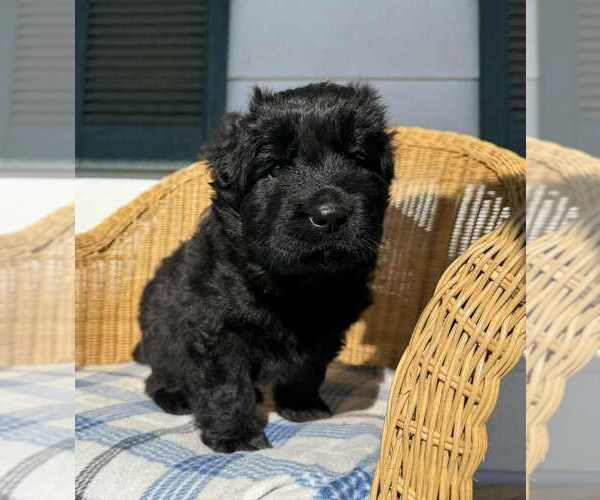 Medium Photo #1 German Shepherd Dog Puppy For Sale in NEWVILLE, PA, USA