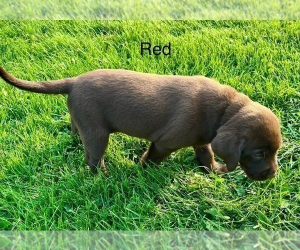 Medium Photo #4 Labrador Retriever Puppy For Sale in STANLEY, WI, USA