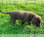 Small #3 Labrador Retriever