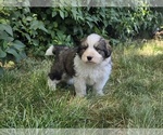 Small Photo #7 Great Bernese Puppy For Sale in ELGIN, OR, USA
