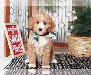 Goldendoodle (Miniature) Puppy for sale in NAPLES, FL, USA