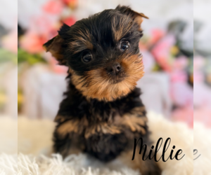 Yorkshire Terrier Puppy for sale in ADDISON, IL, USA