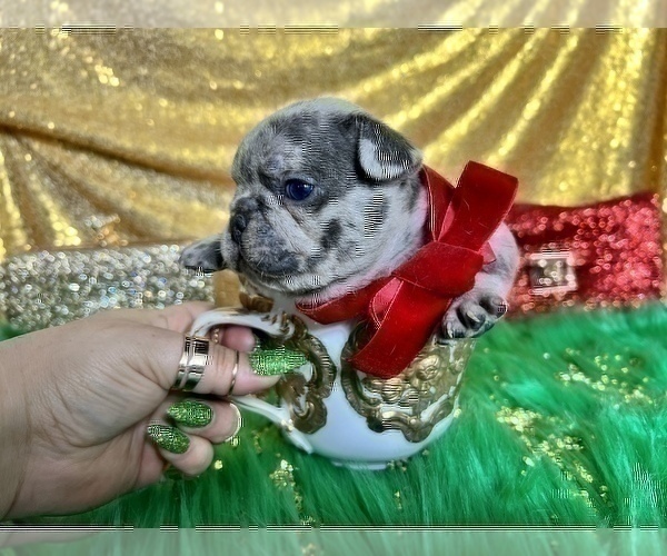 Medium Photo #35 French Bulldog Puppy For Sale in HAYWARD, CA, USA
