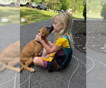 Small #6 Labrador Retriever Mix