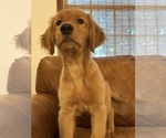 Small #5 Golden Retriever