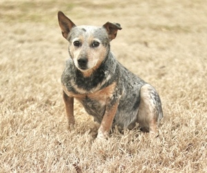 Mother of the Australian Cattle Dog puppies born on 03/09/2022