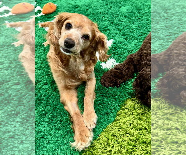 Medium Photo #3 Cocker Spaniel Puppy For Sale in Sherman Oaks, CA, USA