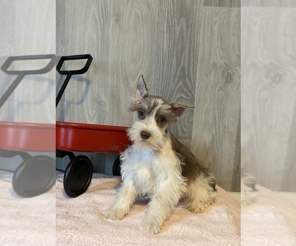 Full screen Photo #3 Schnauzer (Miniature) Puppy For Sale in CANOGA, NY, USA