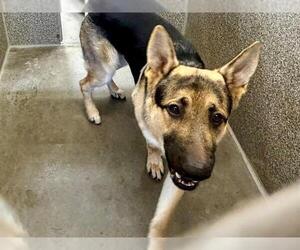 German Shepherd Dog Dogs for adoption in Santa Rosa, CA, USA