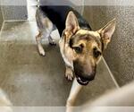 Small German Shepherd Dog
