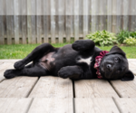 Small #1 Labrador Retriever Mix
