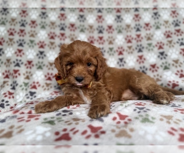 Medium Photo #7 Cockapoo (Miniature) Puppy For Sale in LAKELAND, FL, USA