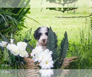 Sheepadoodle Puppy for sale in ALDRICH, MO, USA