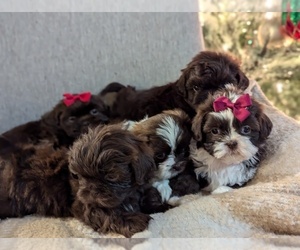 Shih Tzu Litter for sale in LUGOFF, SC, USA