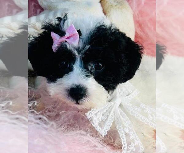 Medium Photo #3 Poodle (Toy) Puppy For Sale in MIAMI, FL, USA