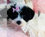 Small #2 Poodle (Toy)