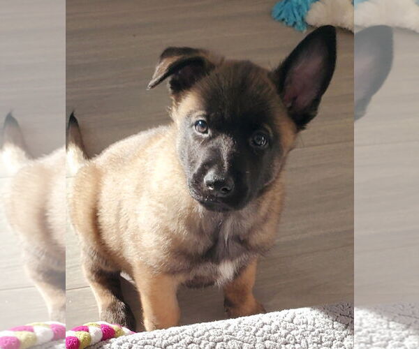 Medium Photo #2 German Shepherd Dog-Unknown Mix Puppy For Sale in Seattle, WA, USA