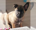 Small #1 German Shepherd Dog Mix