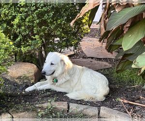 Winter - Male Great Pyrenees Dog for Adoption - Photo #6