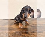 Small #2 Dachshund