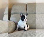 Puppy Cookie French Bulldog