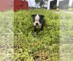 Boston Terrier Puppy for sale in FREDONIA, KS, USA