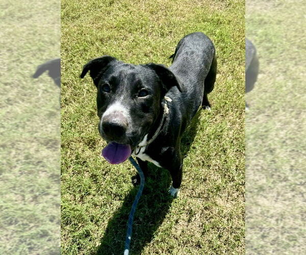 Medium Photo #3 Mutt Puppy For Sale in Abbeville, LA, USA