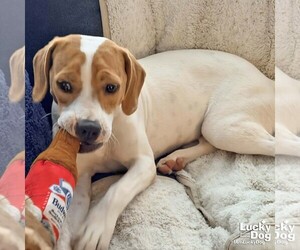 Blondie - Female Labrador Retriever-Treeing Walker Coonhound Mix Dog for Adoption - Photo #7