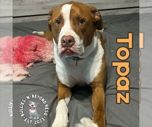 Topaz - Male American Bulldog Dog for Adoption - Photo #7