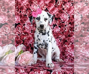 Dalmatian Puppy for sale in QUARRYVILLE, PA, USA