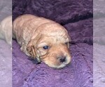 Small Photo #18 Cock-A-Poo Puppy For Sale in MCDONOUGH, GA, USA
