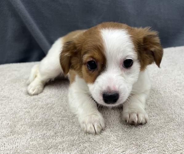 Medium Photo #5 Chiweenie Puppy For Sale in SAINT AUGUSTINE, FL, USA