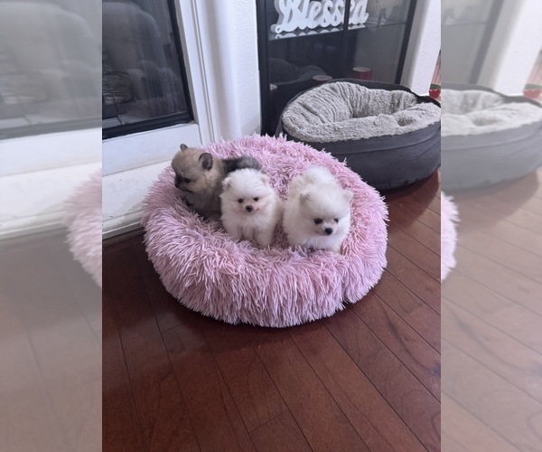 Medium Photo #1 Pomeranian Puppy For Sale in CHULA VISTA, CA, USA