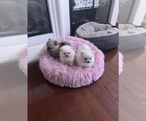 Pomeranian Puppy for Sale in CHULA VISTA, California USA