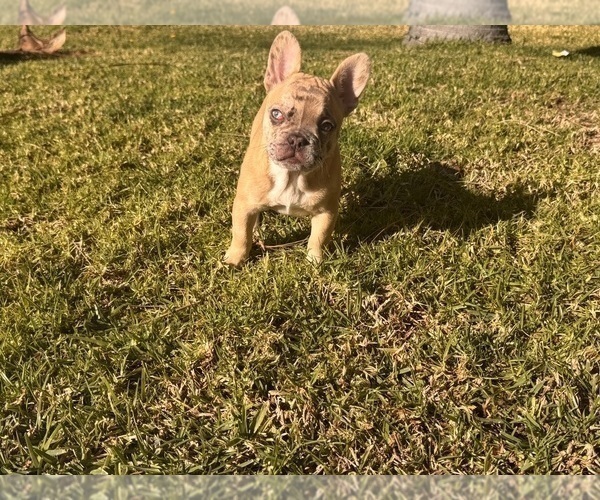 Medium Photo #1 French Bulldog Puppy For Sale in RANCHO CUCAMONGA, CA, USA