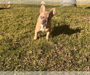 French Bulldog Puppy for sale in RANCHO CUCAMONGA, CA, USA